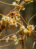 Cuscuta campestris