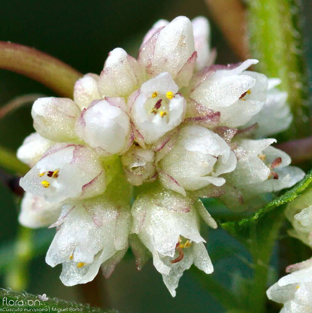 Cuscuta europaea - Flor (close-up) | Miguel Porto; CC BY-NC 4.0