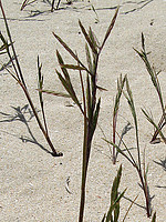 Cutandia maritima