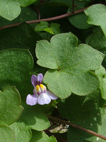 Cymbalaria muralis
