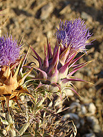 Cynara algarbiensis