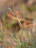 Cynodon dactylon