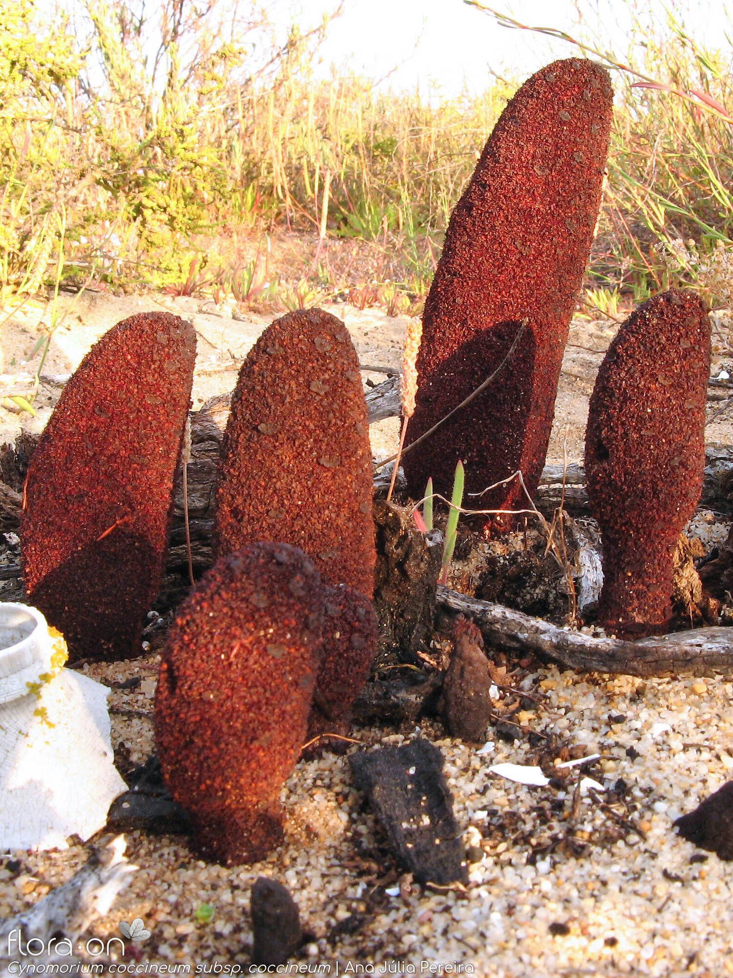 Cynomoriaceae