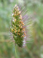 Cynosurus echinatus