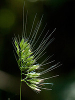 Cynosurus effusus