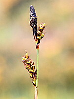 Cyperaceae