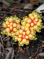Cytinus hypocistis