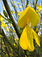 Cytisus grandiflorus