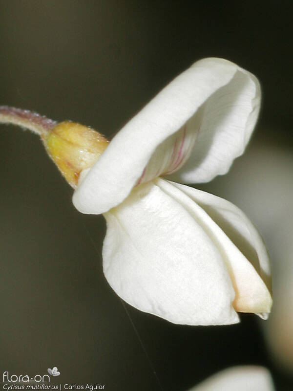 Cytisus multiflorus - Flor (close-up) | Carlos Aguiar; CC BY-NC 4.0