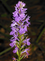 Dactylorhiza maculata