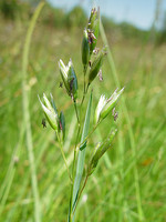 Danthonia decumbens