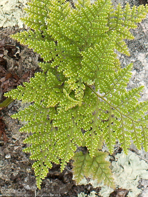 Davalliaceae