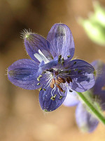 Delphinium staphisagria