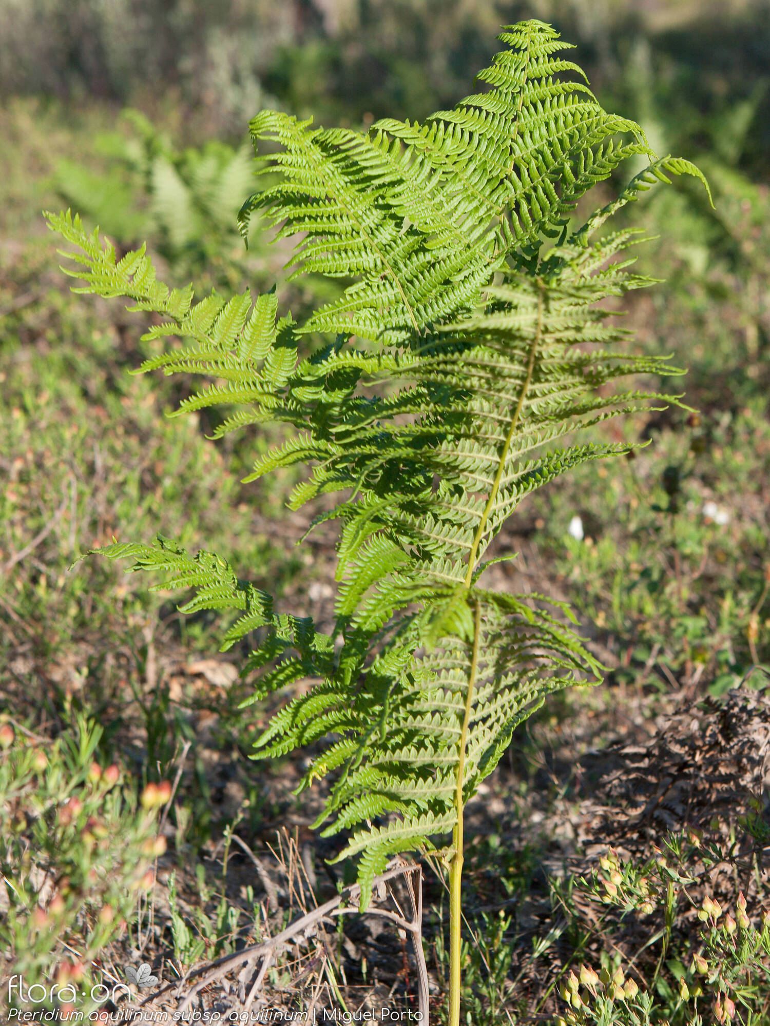 Dennstaedtiaceae
