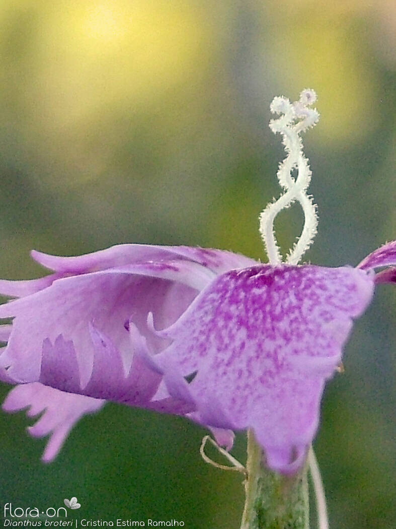 Dianthus broteri - Flor (close-up) | Cristina Estima Ramalho; CC BY-NC 4.0