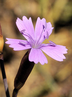 Dianthus langeanus
