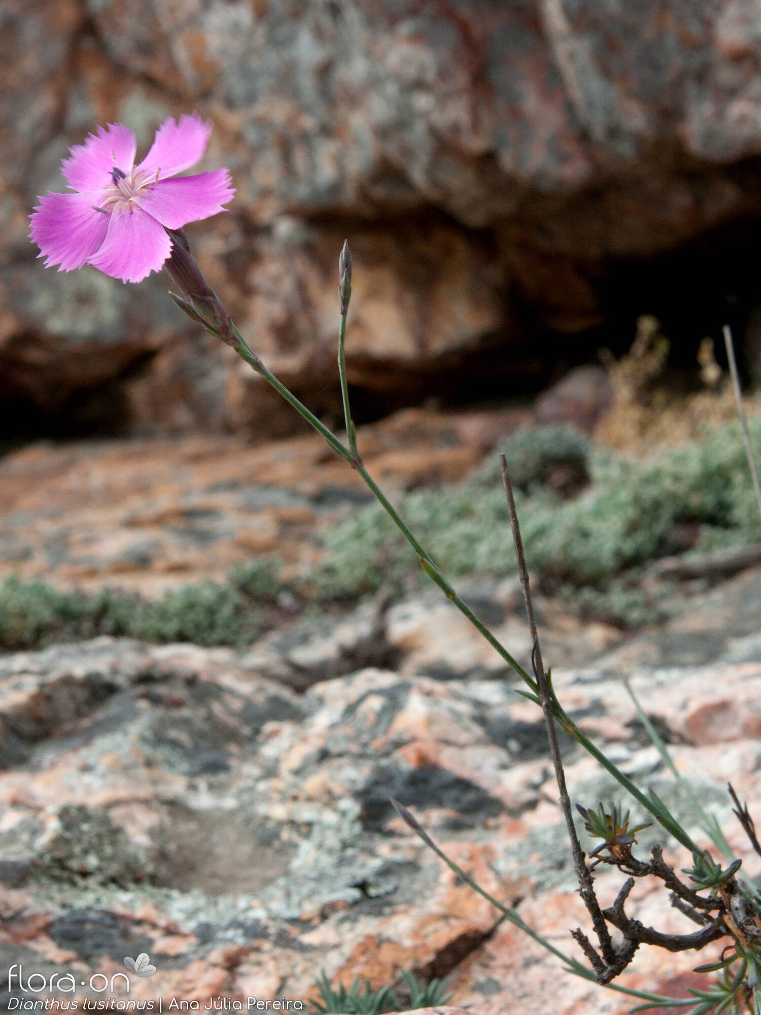 Dianthus lusitanus - Caule | Ana Júlia Pereira; CC BY-NC 4.0