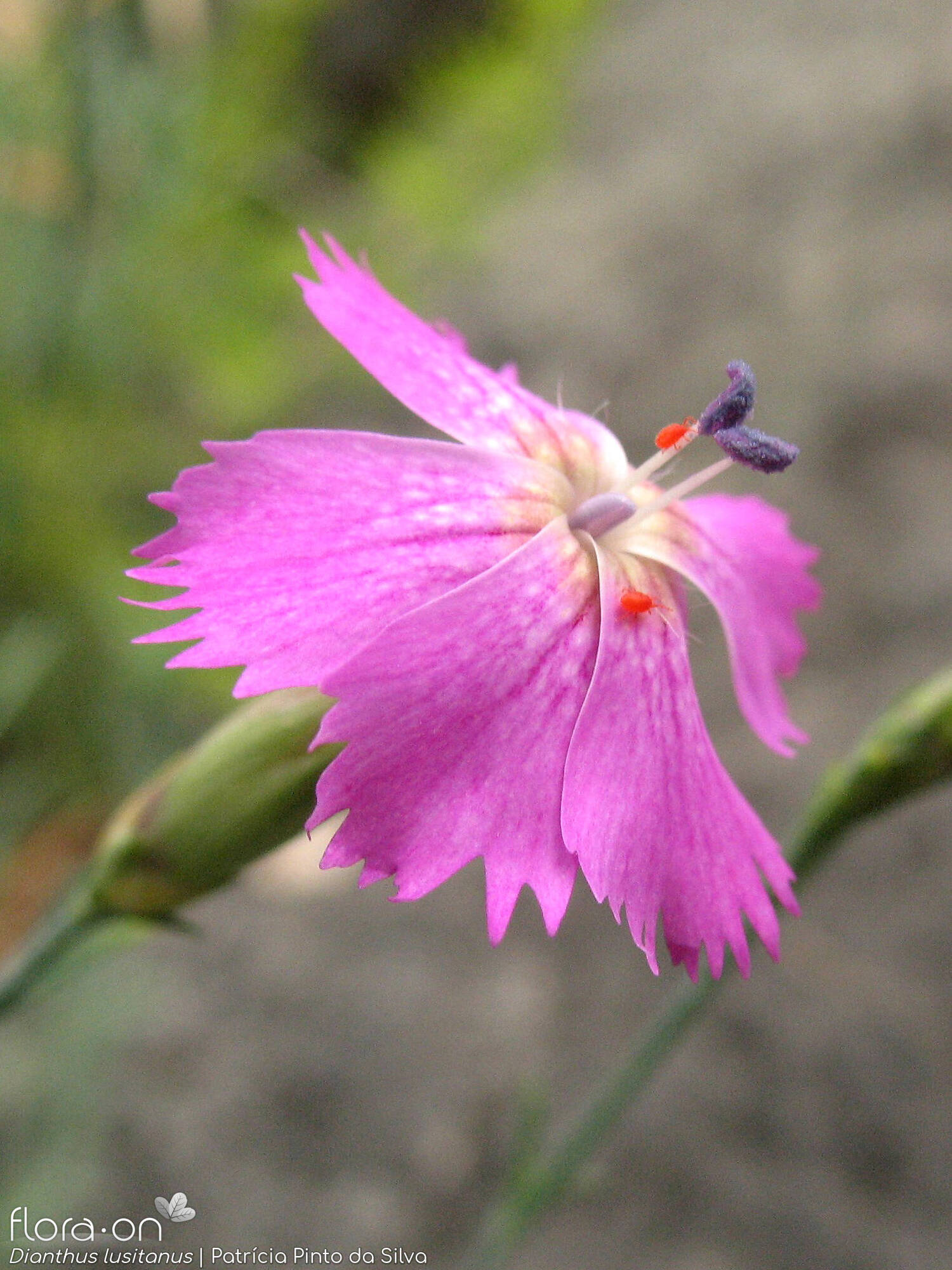 Dianthus lusitanus - Flor (close-up) | Patrícia Pinto da Silva; CC BY-NC 4.0