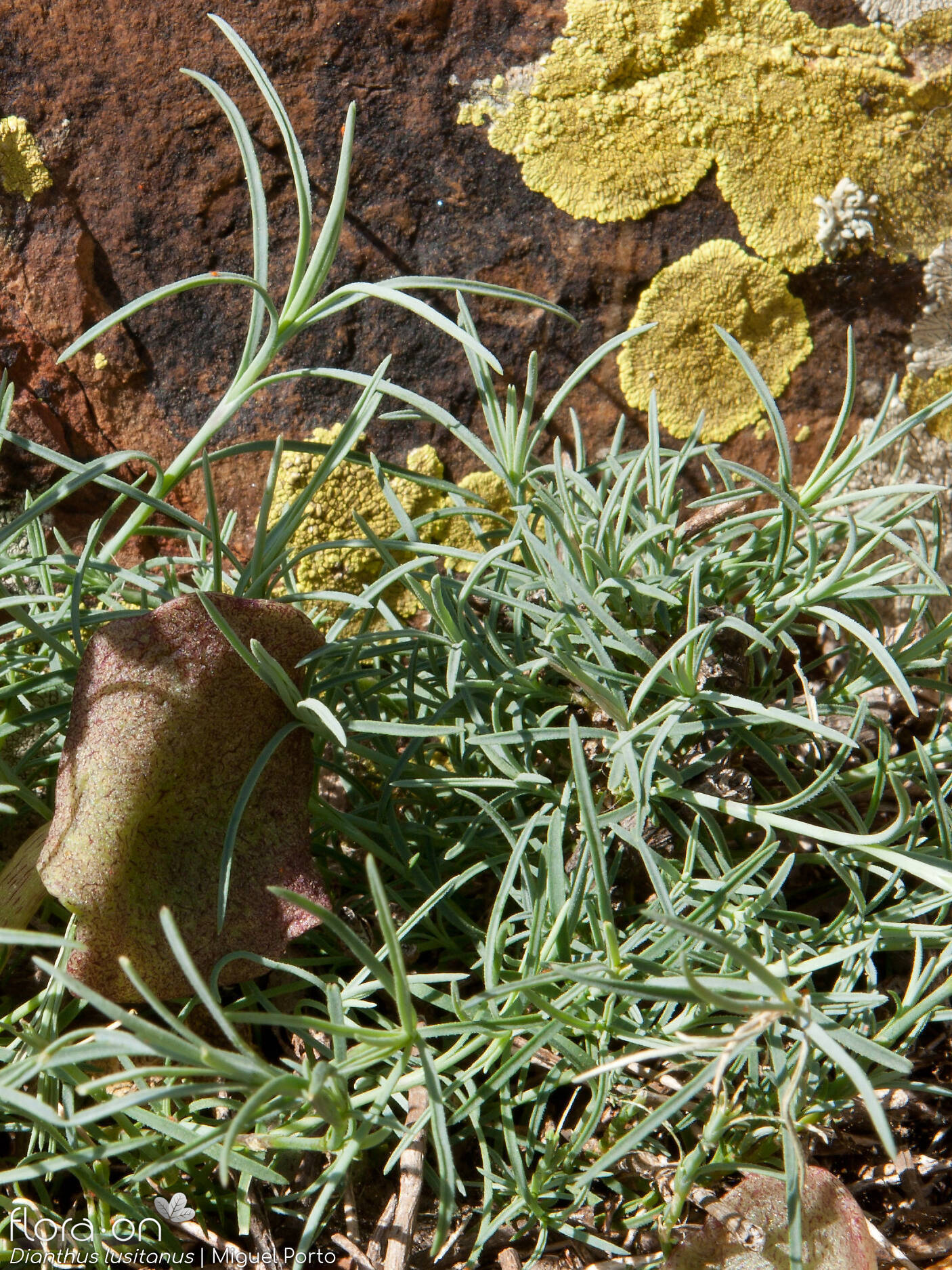 Dianthus lusitanus - Folha | Miguel Porto; CC BY-NC 4.0