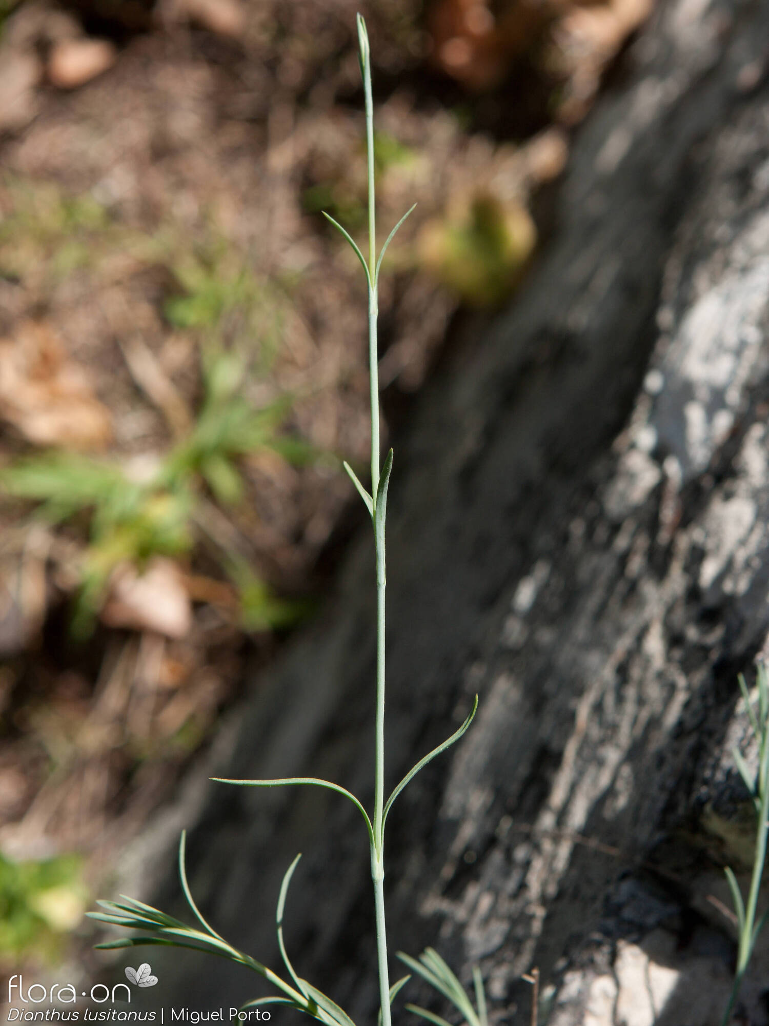 Dianthus lusitanus - Caule | Miguel Porto; CC BY-NC 4.0