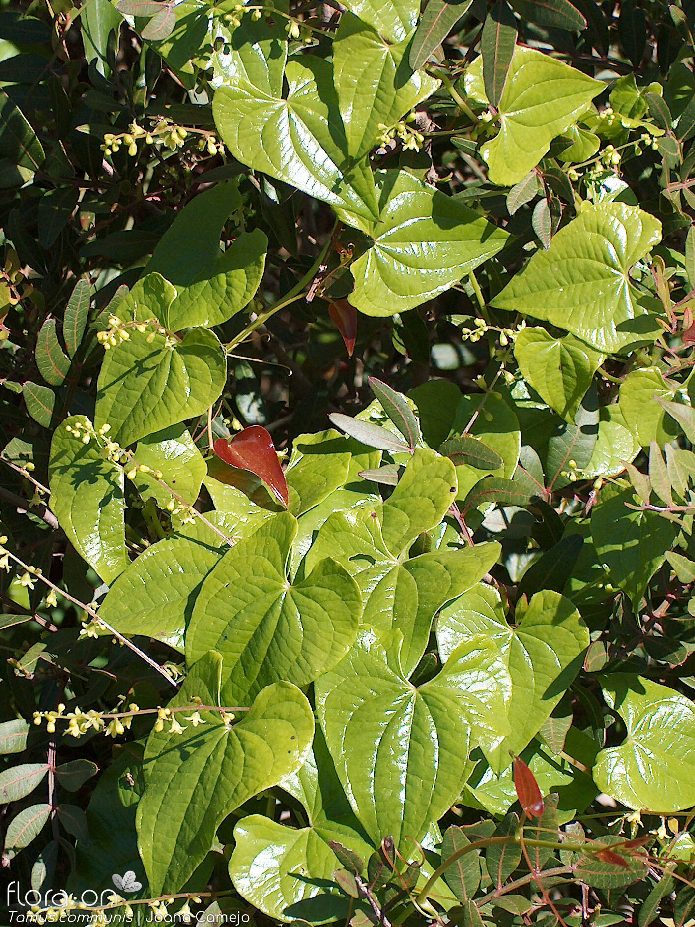 Dioscoreaceae