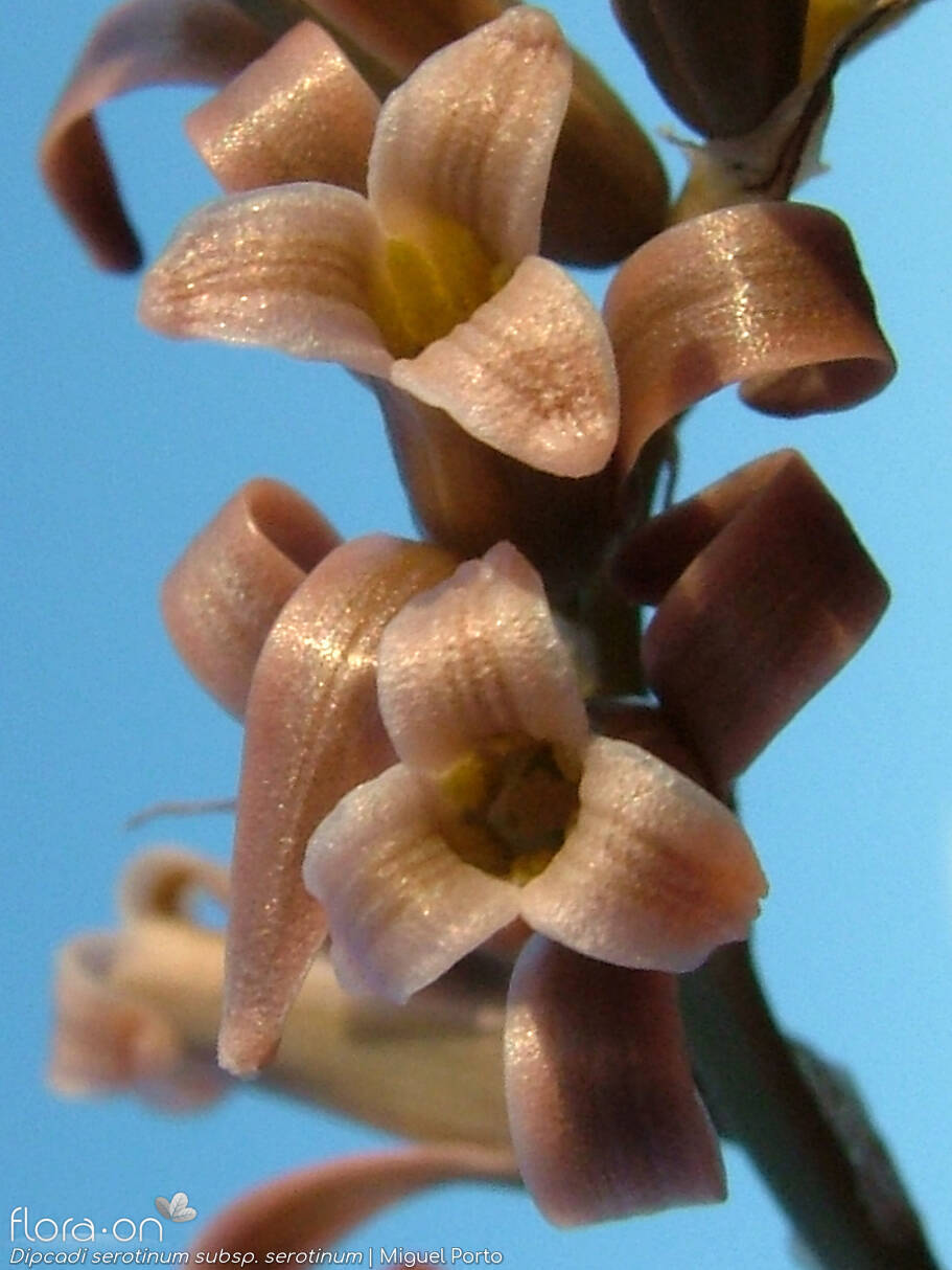 Dipcadi serotinum serotinum - Flor (close-up) | Miguel Porto; CC BY-NC 4.0