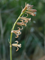 Dipcadi serotinum