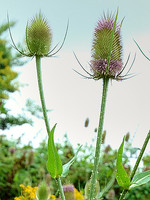 Dipsacus fullonum