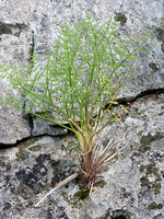 Distichoselinum tenuifolium