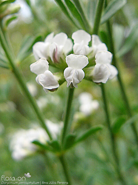 Dorycnium pentaphyllum - Flor (close-up) | Ana Júlia Pereira; CC BY-NC 4.0