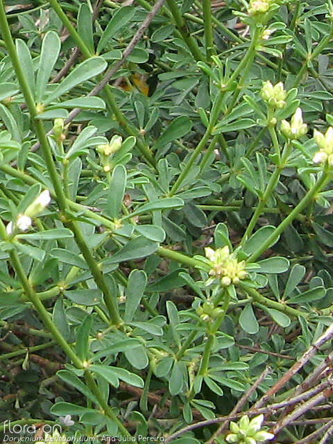 Dorycnium pentaphyllum - Folha | Ana Júlia Pereira; CC BY-NC 4.0