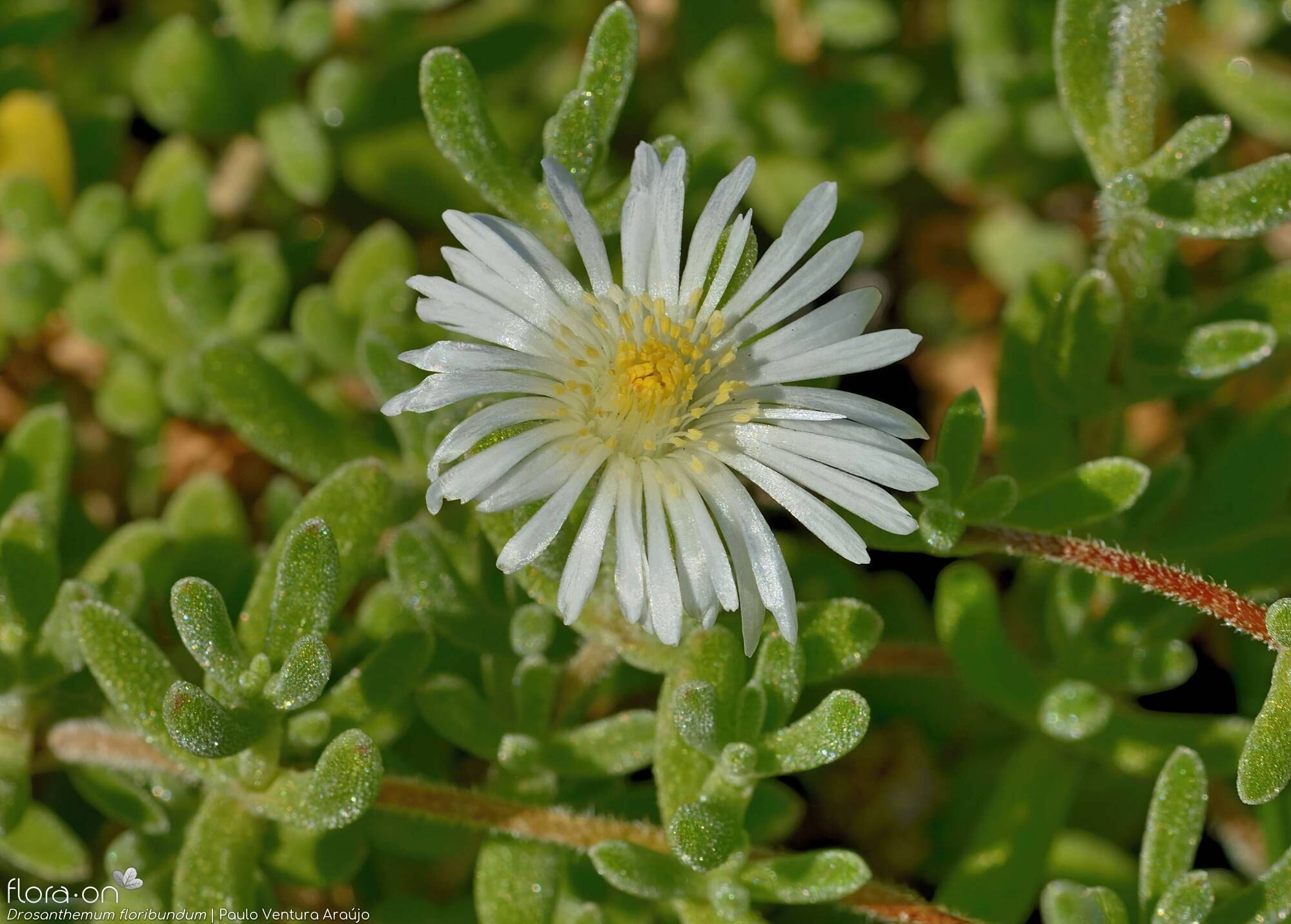 Drosanthemum floribundum - Flor (close-up) | Paulo Ventura Araújo; CC BY-NC 4.0