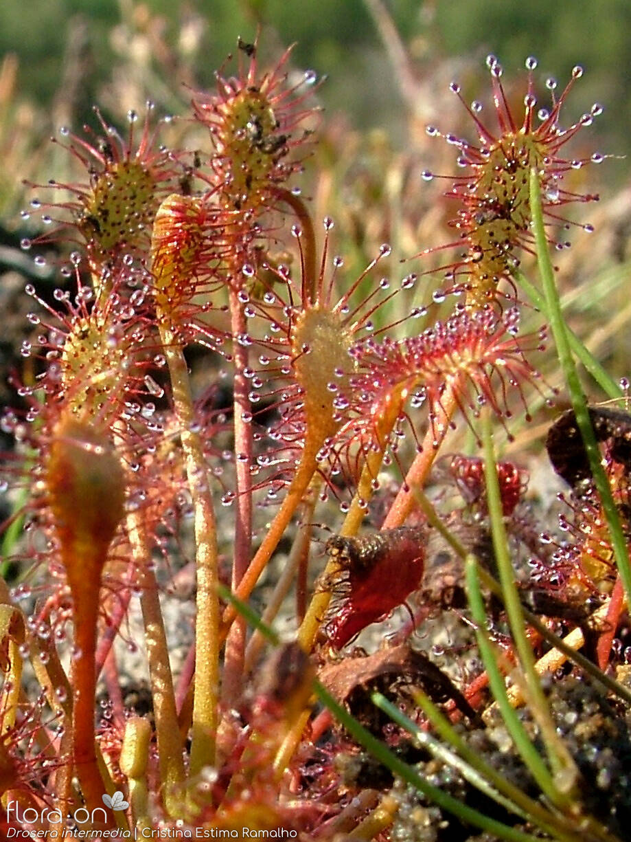 Droseraceae