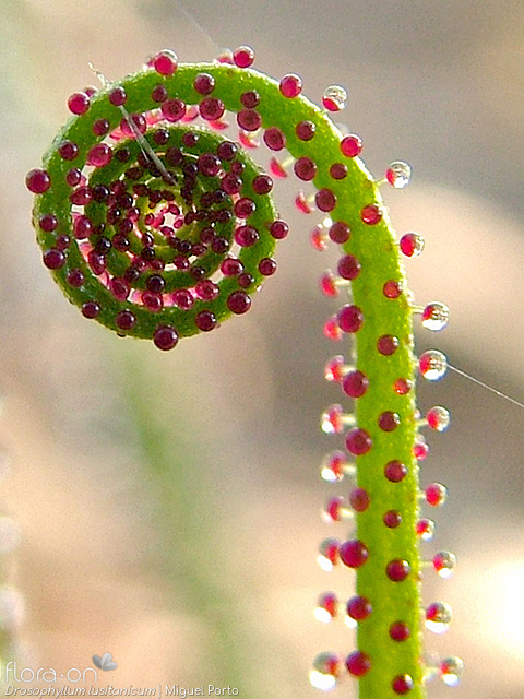 Drosophyllaceae
