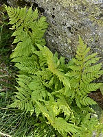 Dryopteridaceae