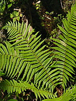 Dryopteris affinis