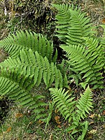 Dryopteris filix-mas