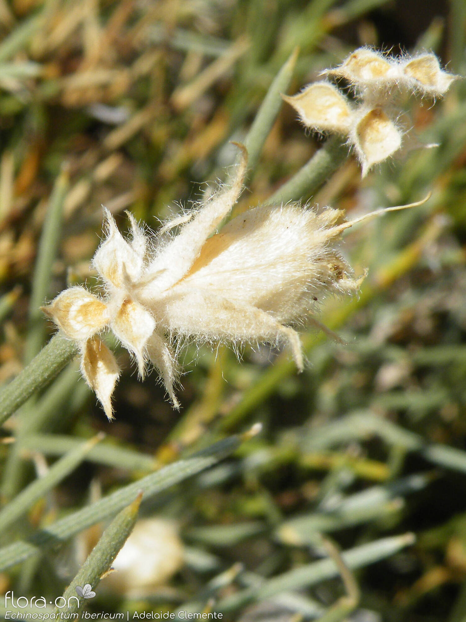 Echinospartum ibericum - Fruto | Adelaide Clemente; CC BY-NC 4.0