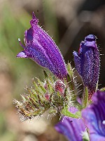 Echium creticum