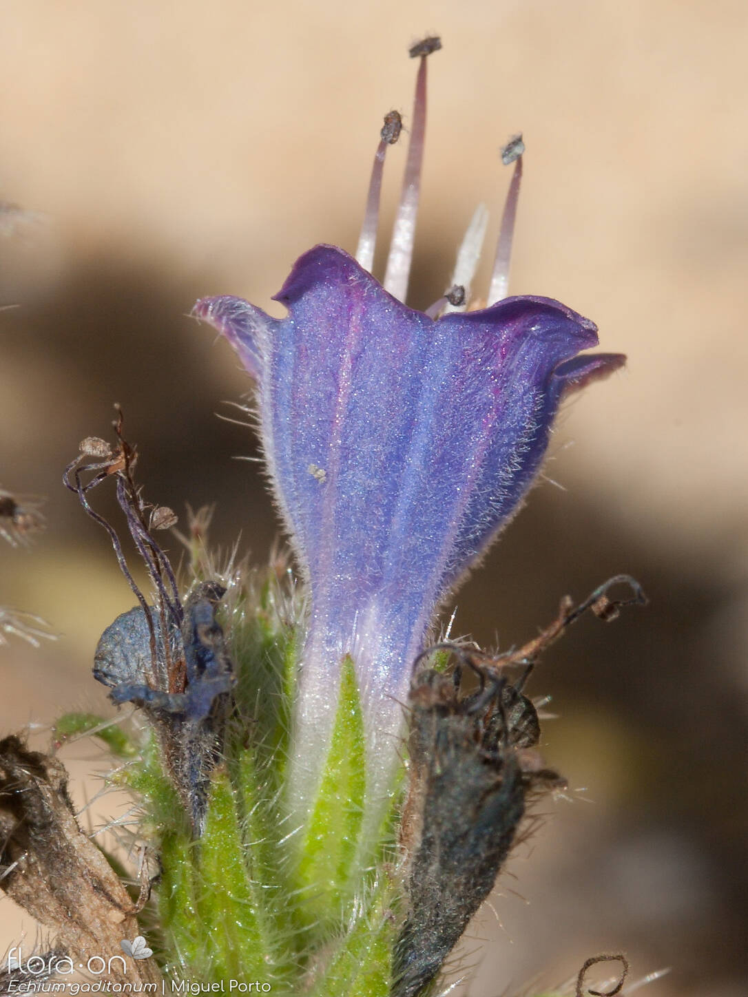 Echium gaditanum - Flor (close-up) | Miguel Porto; CC BY-NC 4.0