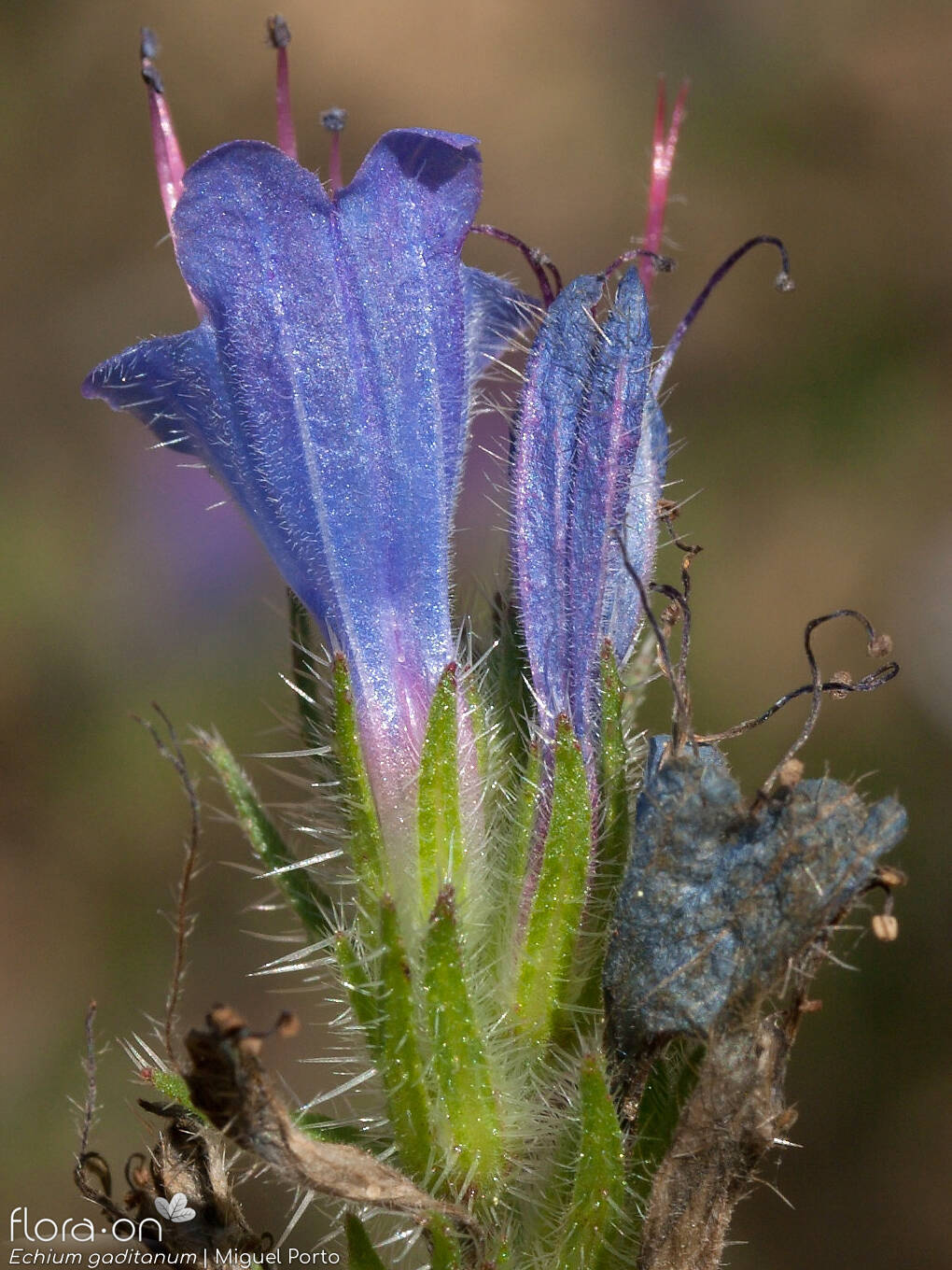 Echium gaditanum - Flor (close-up) | Miguel Porto; CC BY-NC 4.0
