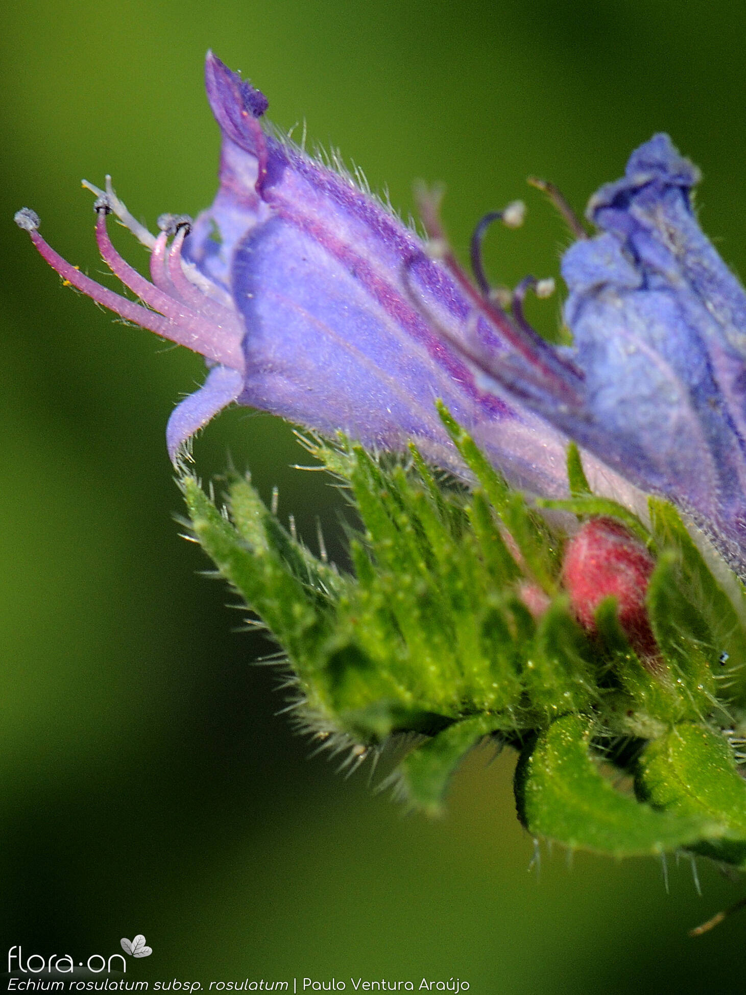 Echium rosulatum
