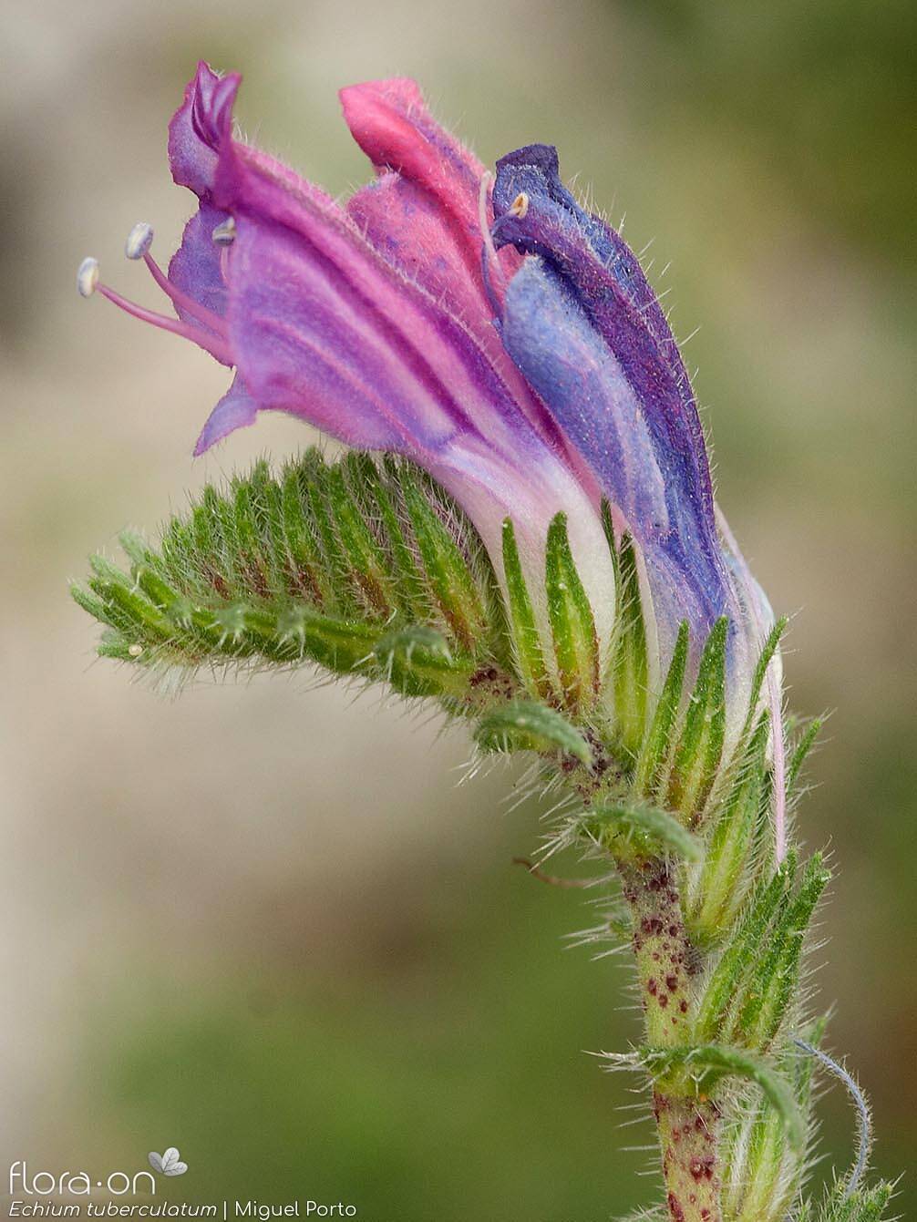 Echium tuberculatum - Flor (close-up) | Miguel Porto; CC BY-NC 4.0