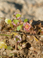 Elatinaceae