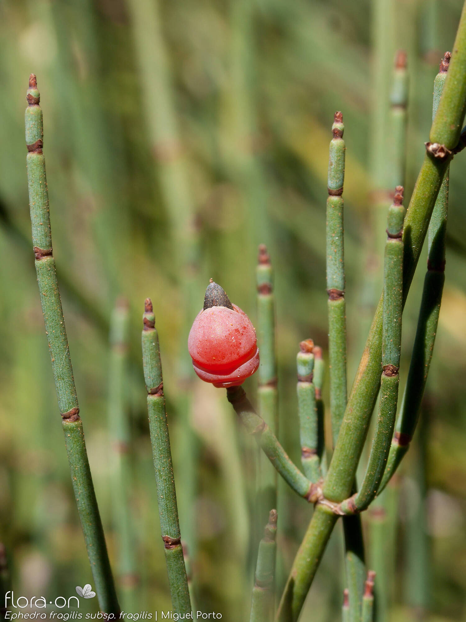 Ephedraceae