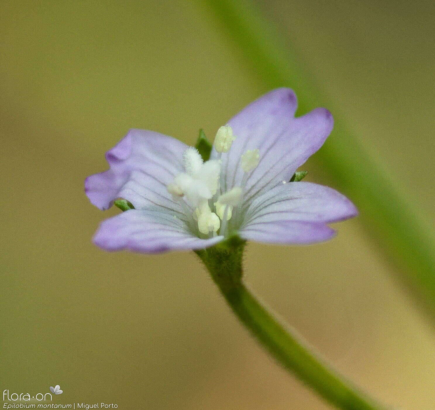 Epilobium montanum - Flor (close-up) | Miguel Porto; CC BY-NC 4.0