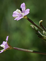 Epilobium obscurum