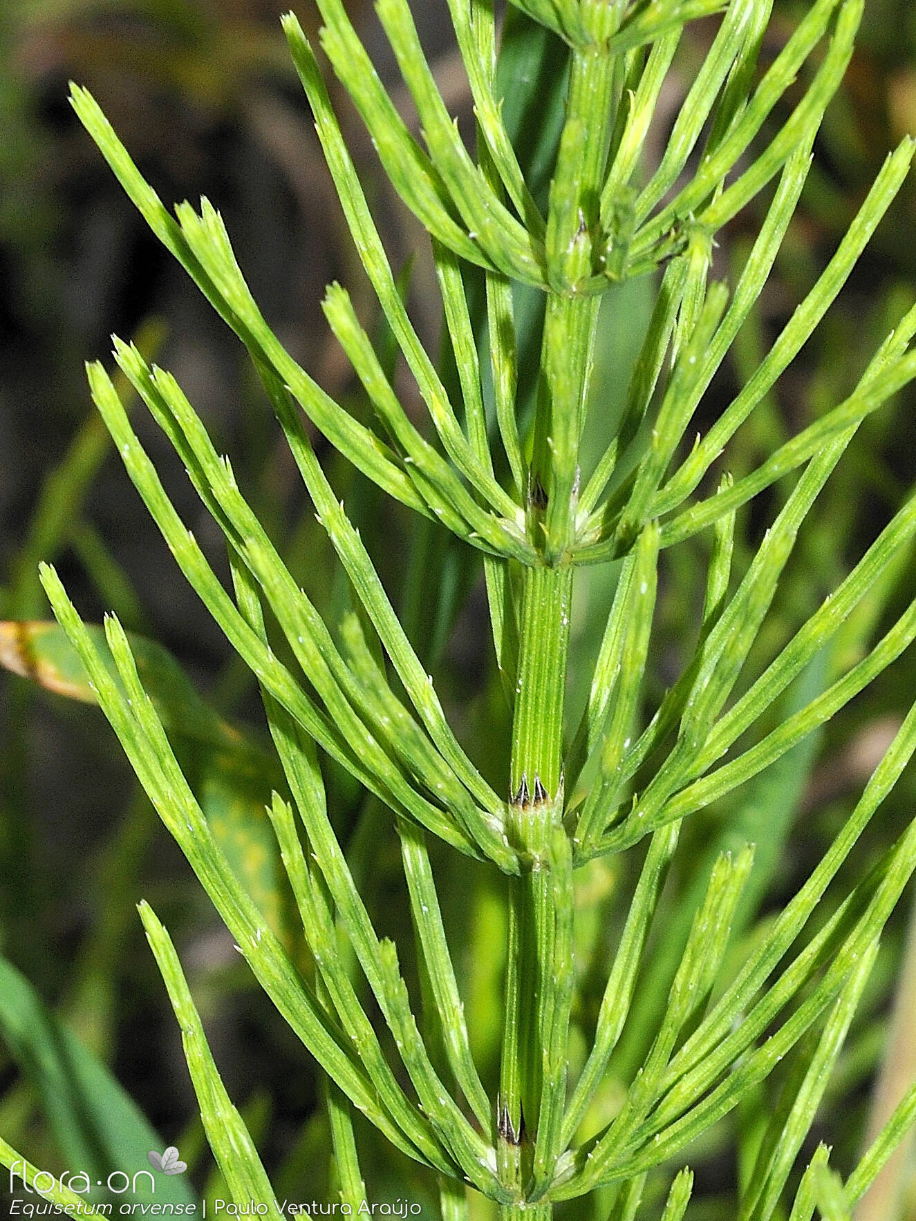 Equisetaceae