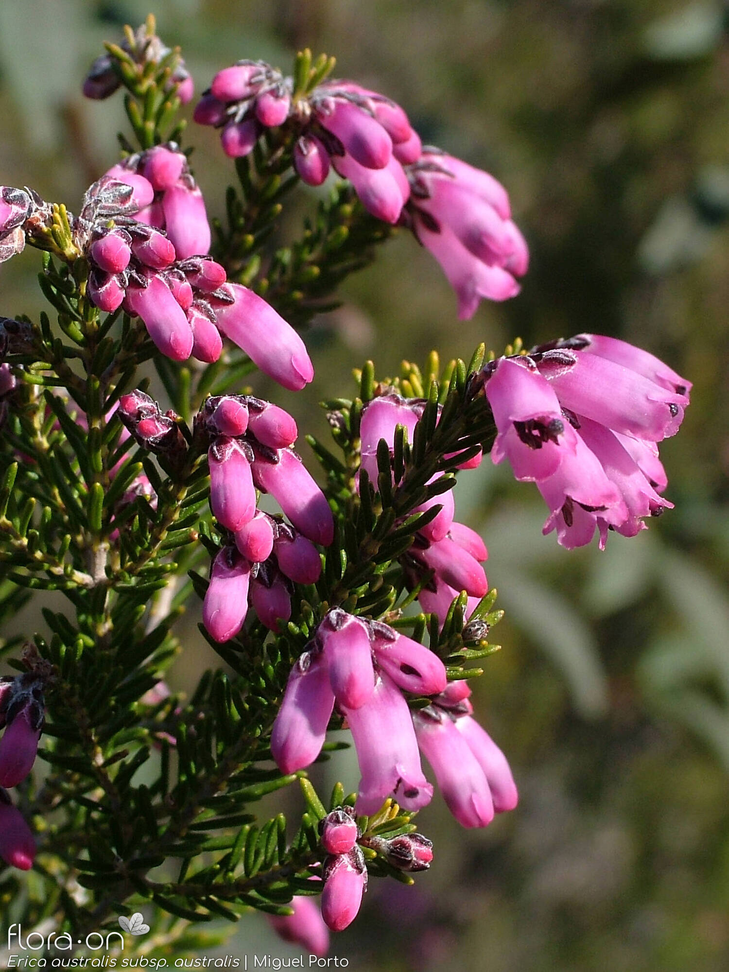 Erica australis australis - Flor (close-up) | Miguel Porto; CC BY-NC 4.0