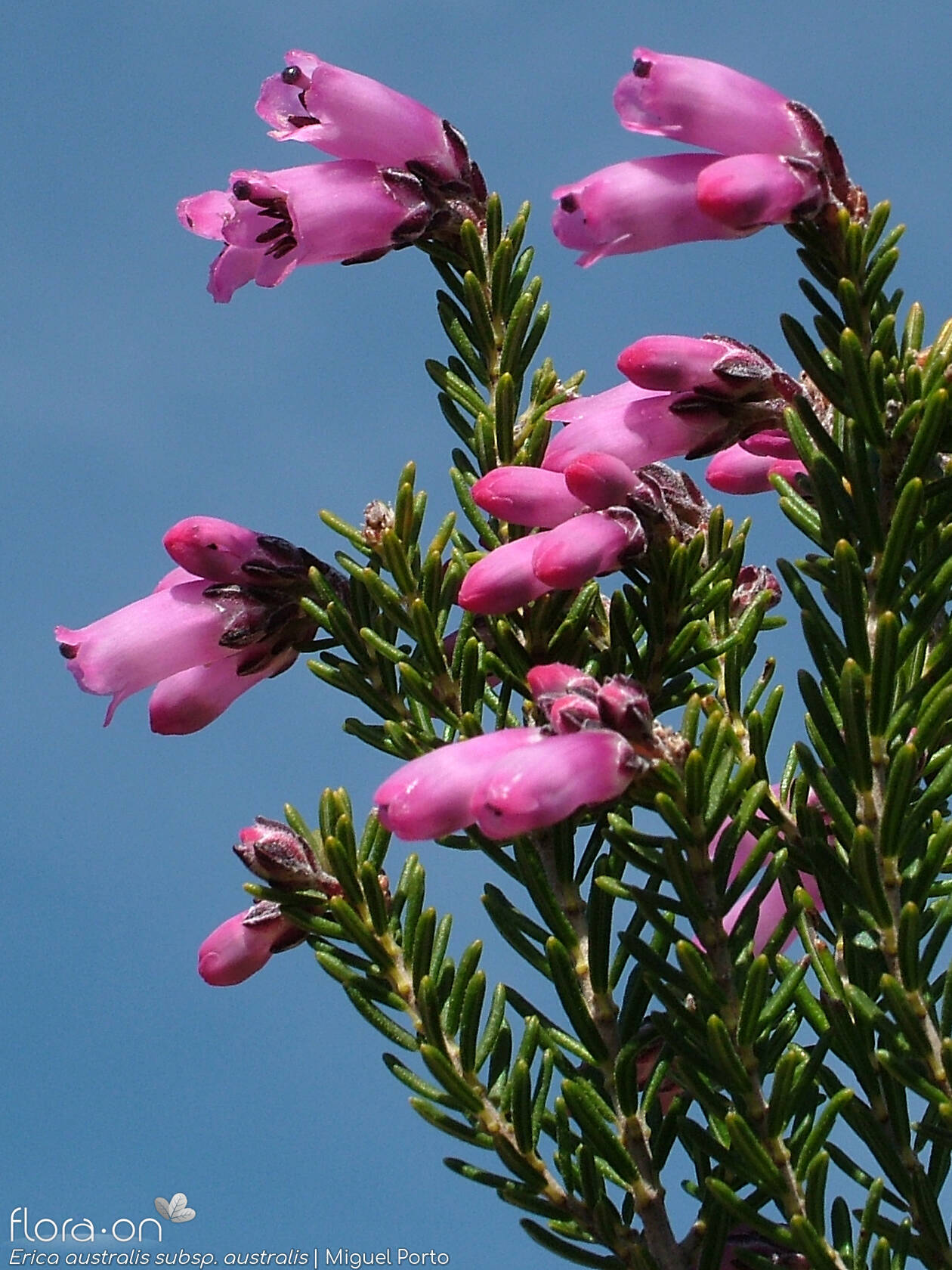 Erica australis australis - Flor (geral) | Miguel Porto; CC BY-NC 4.0